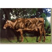 グリーティングカード 多目的 ウシシリーズ「COW COLA」牛 コーラ カラー写真