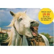 ポストカード カラー写真 ダイカットタイプ 定形外 鳴く白い馬