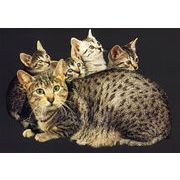 ポストカード カラー写真 「5匹の親子猫」 郵便はがき メッセージカード