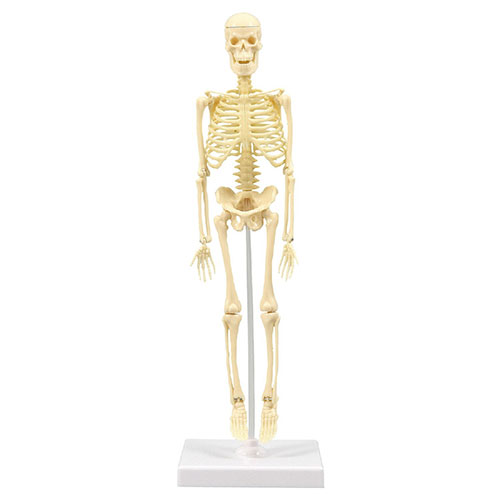ARTEC 人体骨格模型 30cm ATC93608