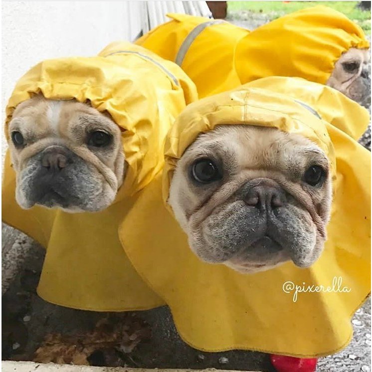 犬服レインコート 犬服 レトリバー犬 ゴールデン犬 雨具 犬用 防水服 防雨犬の服