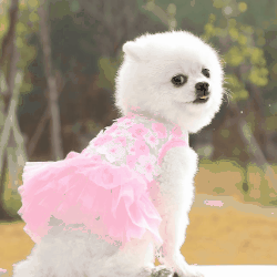 人気  ペット服   超可愛い  ペット用品 犬服 ネコ雑貨  小型犬服    ワンピース   猫服     3色