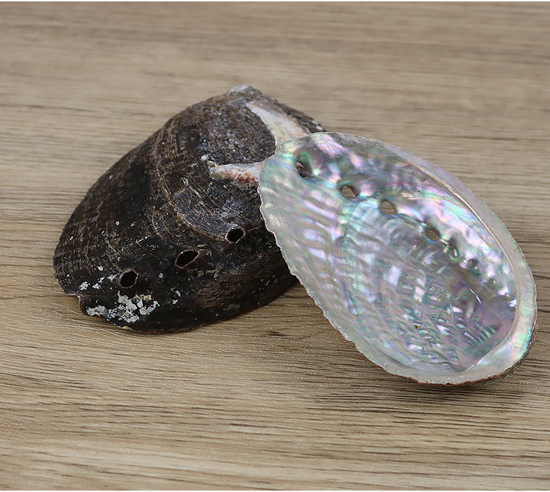 ゆぅ　伊勢志摩産 アワビ貝殻 磨き アバロンシェル　20個 a069bf260c676025191d8e6450aef5