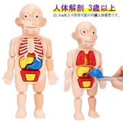 知育玩具 人体模型 人体モデル内臓 ミニ 23.5cm 模型 人体解剖 3歳以上 キッズ