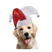 秋冬新作 小型犬服★超可愛いペット服★帽子★猫服★犬用帽子★ペット用品★ネコ雑貨★クリスマス