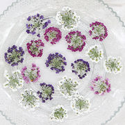 ネイル 押し花 ドライフラワー ハンドメイド 押花 ネイルアート ナチュラル 大人気 アクセサリーパーツ