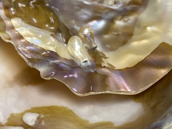 パワーストーン浄化専用置き皿 ☆天然貝皿のみ ※ネコポス便不可 | 卸売