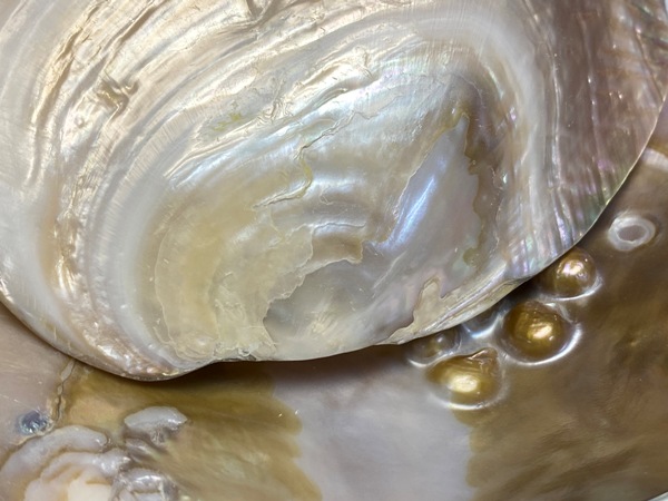 パワーストーン浄化専用置き皿 ☆天然貝皿のみ ※ネコポス便不可 | 卸売