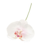 MAGIQ　アミュゼファレノ　ライトピンク　アーティフィシャルフラワー　造花　お正月　胡蝶蘭