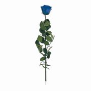 フロールエバー　スタンダードローズ ステム付　グランブルー　アレンジメント　プリザーブドフラワー