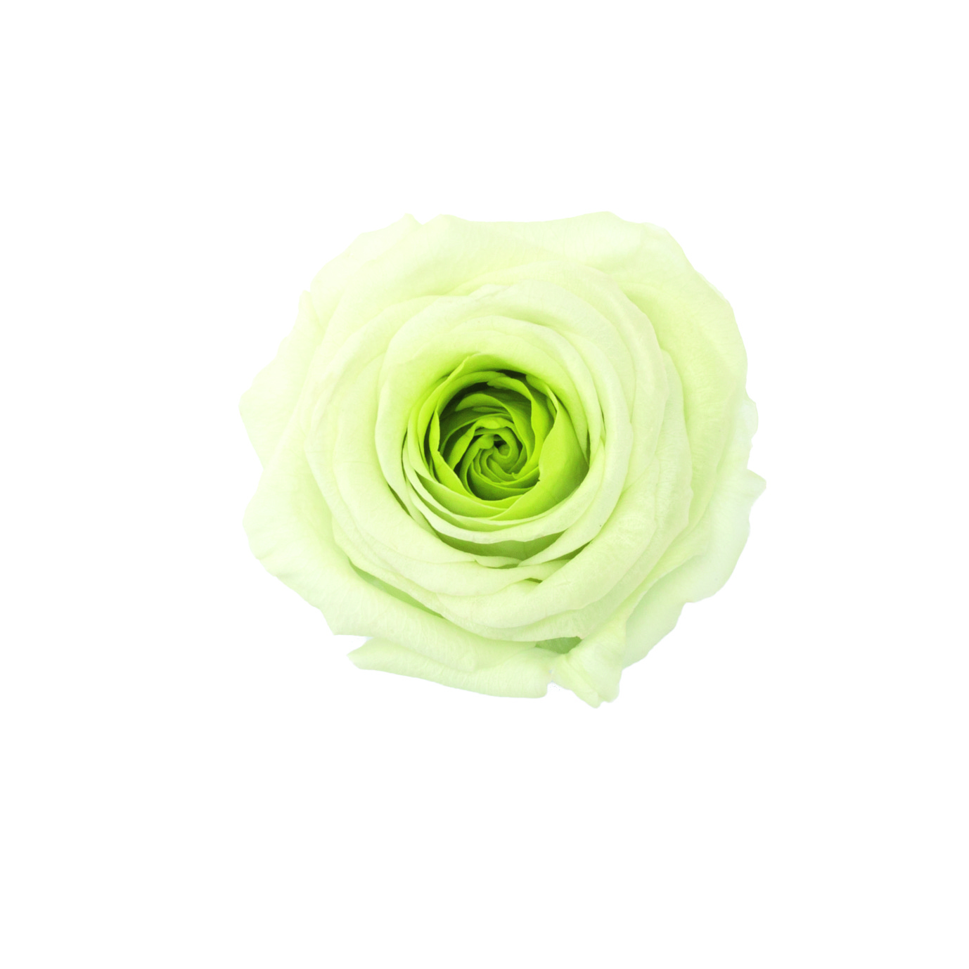 大地農園 EARTH MATTERS ローズ・まりひめ・大 ミント  