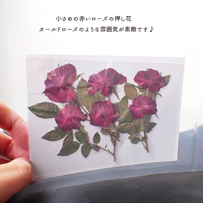 デコパーツ【81. 押し花 ばら】 赤 薔薇 ローズドライフラワー 花材