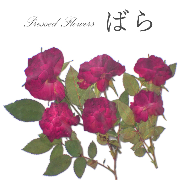 デコパーツ 81 押し花 ばら 赤 薔薇 ローズドライフラワー 花材 材料 素材 国内発送 雑貨 Partsworld Akane 問屋 仕入れ 卸 卸売の専門 仕入れならnetsea