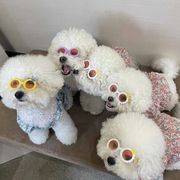ペット用品  犬用メガネ  猫犬兼用  ファッション  可愛い  ペット用サングラス  全5色