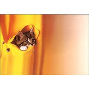 絵封筒 (同柄5枚セット) 156×108mm0 レターバレンタイン 猫