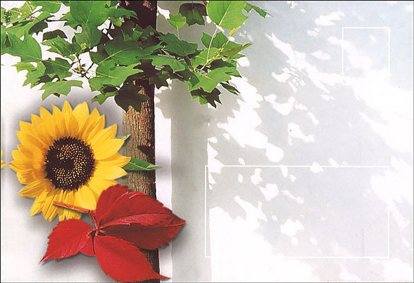 絵封筒 (同柄5枚セット) 156×108mm レターバレンタイン ひまわり 花