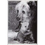 ポストカード モノクロ写真「二頭のクマの親子」