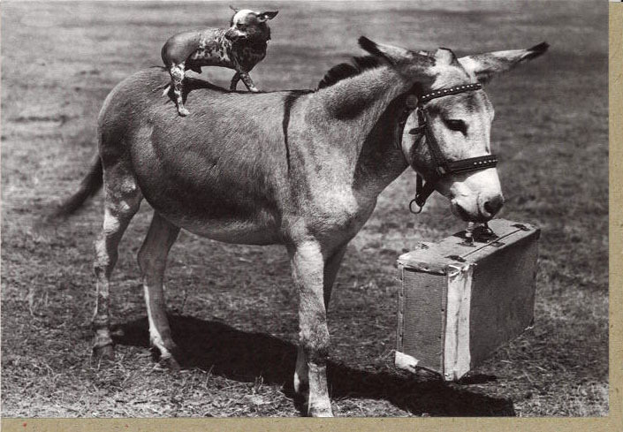 グリーティングカード 多目的 モノクロ写真「子犬と子馬」フォト 子ども