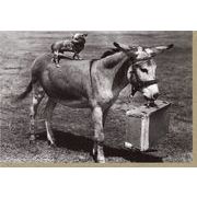 グリーティングカード 多目的 モノクロ写真「子犬と子馬」フォト 子ども