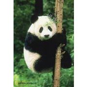 ポストカード カラー写真 パンダ