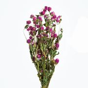 風の花　千日紅　ライラック　ドライフラワー