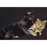 ポストカード カラー写真 「2匹の猫」 郵便はがき メッセージカード