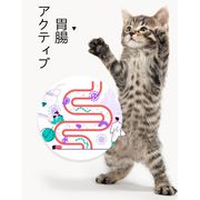 猫薄荷ボール 猫おもちゃ 歯垢を取る ミントボール 球形のおもちゃ 猫スナック