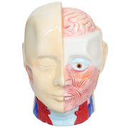 人体模型バンク