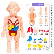 知育玩具 人体パズル 人体模型 人体解剖モデルボディ 人体解剖模型 胴体解剖モデル 内臓