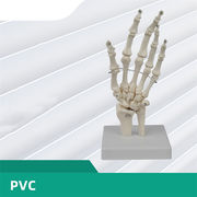 いまだけ 特価  手骨関節モデル 新作 人体骨格モデル 医用教学器材 医療教学 医学講義 科器材 骨格モデル