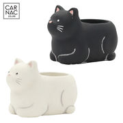 ■カルナック■■SALE■■多肉アイテム■　プランタン　キャット　A