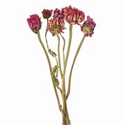 【2026AW新作】風の花 ドライフラワー   ジニア レッド 6本入 DN000210-003