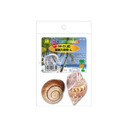 【お取り寄せ商品】天然の造形が美しい巻貝の貝殻！「オカヤドカリの　宿替え貝殻Ｌ 」