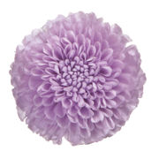 フロールエバー　ポンポンマム　ソフトライラック　プリザーブドフラワー　マム　菊