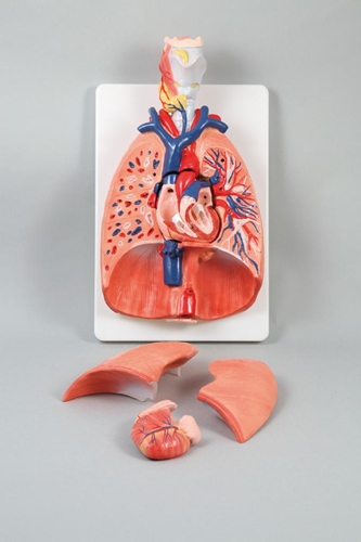 肺の構造模型(2個)[94206]