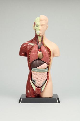 人体解剖模型トルソー型27cm 3個組[9744]