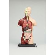 人体解剖模型トルソー型27cm 3個組[9744]