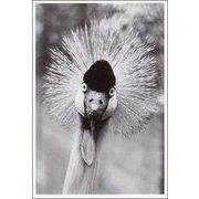 ポストカード モノクロ写真「こちらを見つめる鳥」