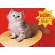 ポストカード カラー写真 ダイカットタイプ 定形外 帽子に入った子猫