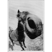 ポストカード モノクロ写真「魚眼レンズで見た馬」