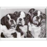 ポストカード モノクロ写真「三匹の子犬」