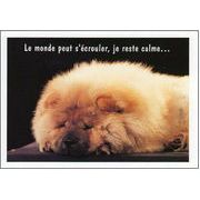 ポストカード カラー写真「寝ている子犬」イヌ 郵便はがき