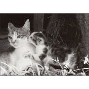 ポストカード モノクロ写真「猫の親子」