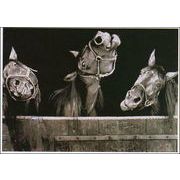 ポストカード モノクロ写真「三頭の馬」