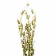 風の花　ポアプランツ　ドライフラワー