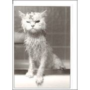 ミニグリーティングカード ひとことカード・多目的 モノクロ写真「バートのお風呂/猫」