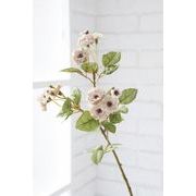 ポンポンローズ