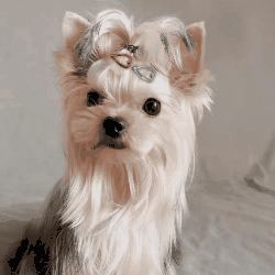 人気  ペット用品  ヘアピン  ヘアアクセサリー  犬用品  ペットヘアピン ねこ