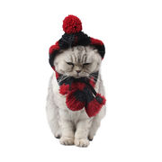 ins    撮影道具    ペット用品      犬や猫の用品     帽子+マフラー   デコレーション  暖かくし  2色