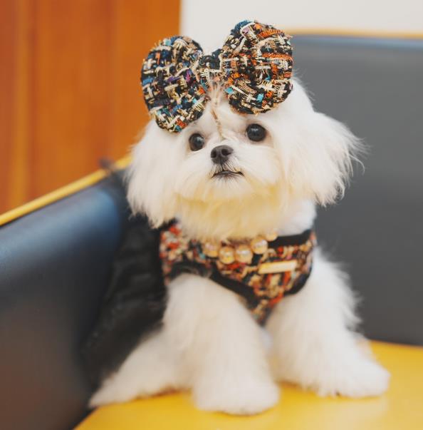 新作 犬用品 ペット用品 猫犬兼用  超可愛い  リボン   ネコ雑貨 ヘアピン  髪飾り  11色